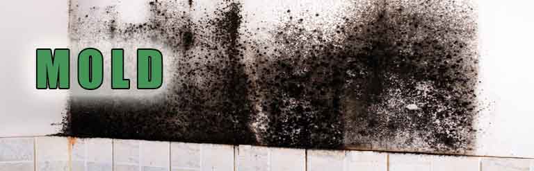 Mold remediation - mold cleaning